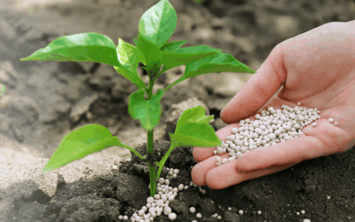 5 simple strategies for organic sales growth